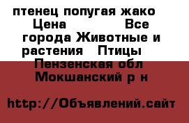 птенец попугая жако  › Цена ­ 60 000 - Все города Животные и растения » Птицы   . Пензенская обл.,Мокшанский р-н